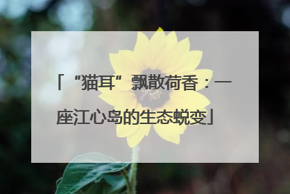 “猫耳”飘散荷香：一座江心岛的生态蜕变