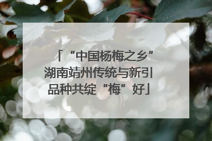 “中国杨梅之乡”湖南靖州传统与新引品种共绽“梅”好