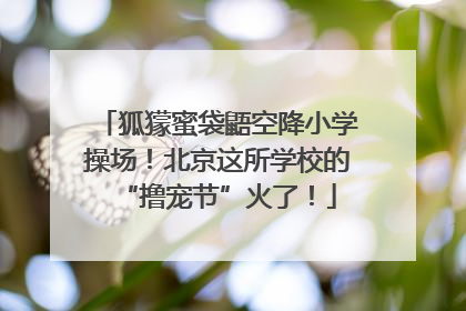 狐獴蜜袋鼯空降小学操场！北京这所学校的“撸宠节”火了！