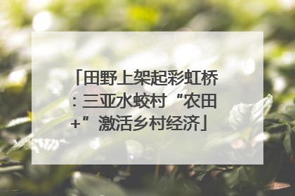 田野上架起彩虹桥：三亚水蛟村“农田+”激活乡村经济
