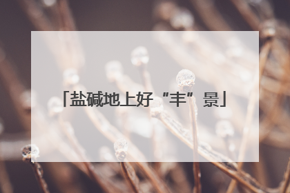 盐碱地上好“丰”景