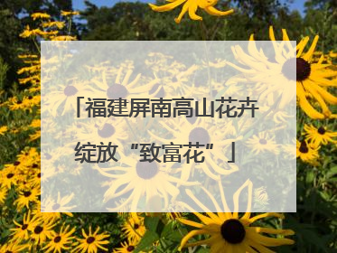 福建屏南高山花卉绽放“致富花”