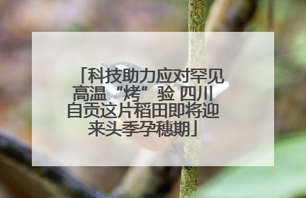 科技助力应对罕见高温“烤”验 四川自贡这片稻田即将迎来头季孕穗期