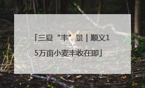 三夏“丰”景｜顺义15万亩小麦丰收在即