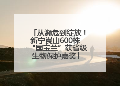 从濒危到绽放！新宁崀山600株“国宝兰”获省级生物保护嘉奖