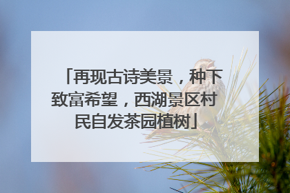 再现古诗美景，种下致富希望，西湖景区村民自发茶园植树