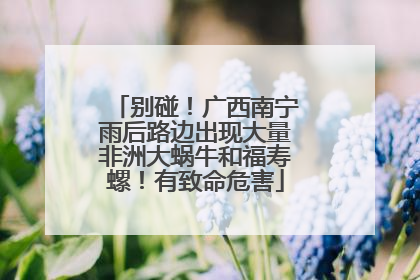 别碰！广西南宁雨后路边出现大量非洲大蜗牛和福寿螺！有致命危害