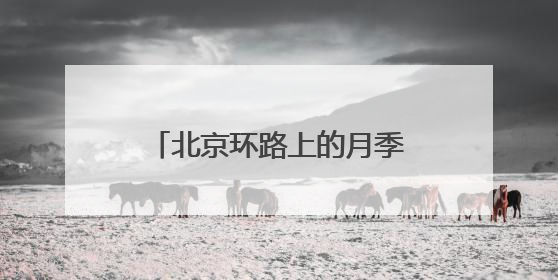 北京环路上的月季到底是谁在种？