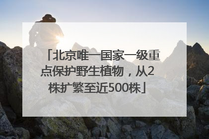 北京唯一国家一级重点保护野生植物，从2株扩繁至近500株