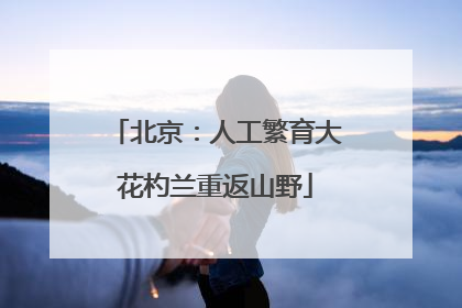 北京：人工繁育大花杓兰重返山野