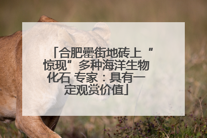 合肥罍街地砖上“惊现”多种海洋生物化石 专家：具有一定观赏价值