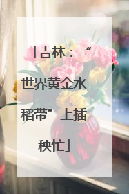 吉林：“世界黄金水稻带”上插秧忙