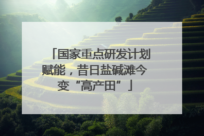国家重点研发计划赋能，昔日盐碱滩今变“高产田”