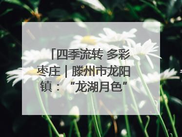 四季流转 多彩枣庄｜滕州市龙阳镇：“龙湖月色”向日葵花海 绘就乡村振兴新画卷