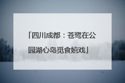 四川成都：苍鹭在公园湖心岛觅食嬉戏