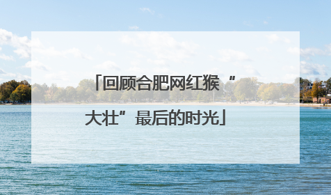 回顾合肥网红猴“大壮”最后的时光