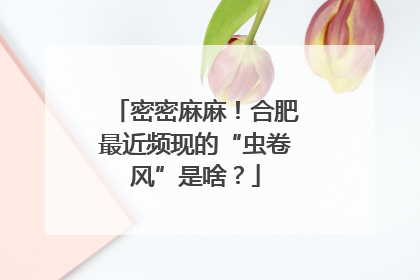 密密麻麻！合肥最近频现的“虫卷风”是啥？