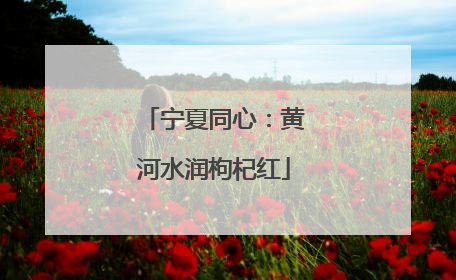 宁夏同心：黄河水润枸杞红