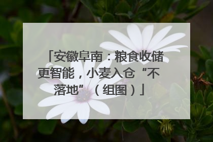 安徽阜南：粮食收储更智能，小麦入仓“不落地”（组图）