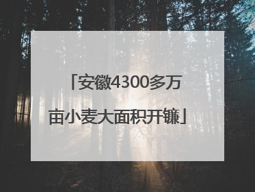 安徽4300多万亩小麦大面积开镰