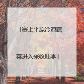 塞上平原冷凉蔬菜进入采收旺季