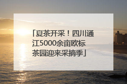 夏茶开采！四川通江5000余亩欧标茶园迎来采摘季