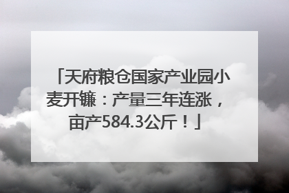 天府粮仓国家产业园小麦开镰：产量三年连涨，亩产584.3公斤！