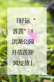 好运“莲莲”！洪湖公园并蒂莲迎风绽放