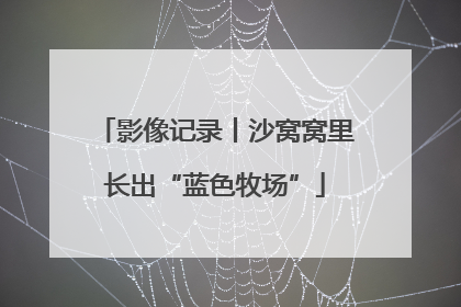 影像记录丨沙窝窝里长出“蓝色牧场”