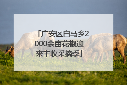 广安区白马乡2000余亩花椒迎来丰收采摘季