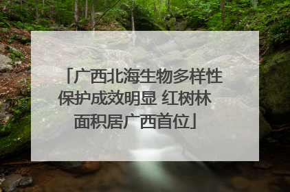 广西北海生物多样性保护成效明显 红树林面积居广西首位