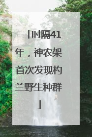 时隔41年，神农架首次发现杓兰野生种群