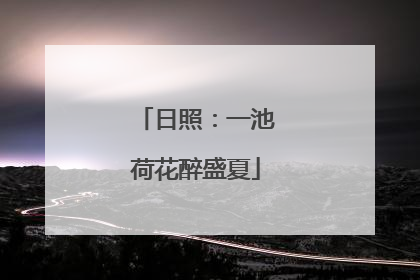 日照：一池荷花醉盛夏