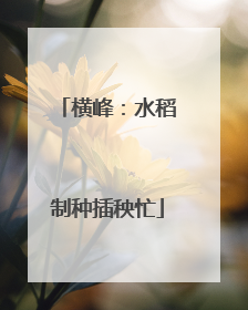 横峰：水稻制种插秧忙