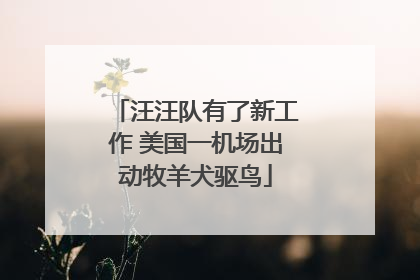 汪汪队有了新工作 美国一机场出动牧羊犬驱鸟