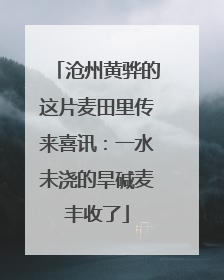 沧州黄骅的这片麦田里传来喜讯：一水未浇的旱碱麦丰收了