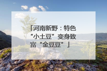 河南新野：特色“小土豆”变身致富“金豆豆”