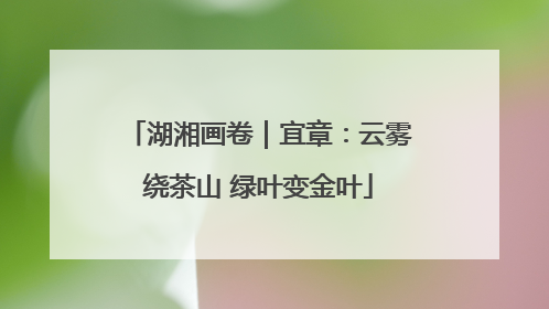 湖湘画卷｜宜章：云雾绕茶山 绿叶变金叶
