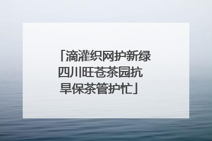 滴灌织网护新绿 四川旺苍茶园抗旱保茶管护忙
