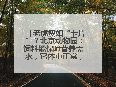 老虎瘦如“卡片”？北京动物园：饲料能保障营养需求，它体重正常，放心吧