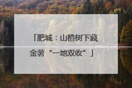肥城：山楂树下藏金薯“一地双收”