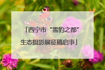 西宁市“雪豹之都”生态摄影展征稿启事