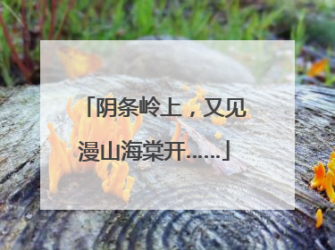 阴条岭上，又见漫山海棠开……