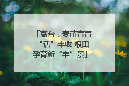 高台：麦苗青青“话”丰收 粮田孕育新“丰”景