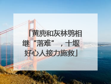 黄麂和灰林鸮相继“落难”，十堰好心人接力施救
