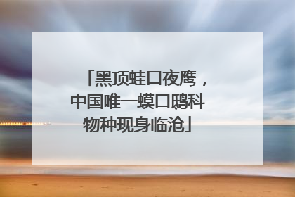 黑顶蛙口夜鹰，中国唯一蟆口鸱科物种现身临沧