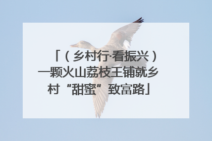 （乡村行·看振兴）一颗火山荔枝王铺就乡村“甜蜜”致富路