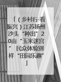 （乡村行·看振兴）江苏扬州沙头“种出”20亩“玉米迷宫” 民众体验别样“田园乐趣”