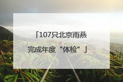 107只北京雨燕完成年度“体检”