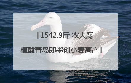 1542.9斤 农大腐植酸青岛即墨创小麦高产